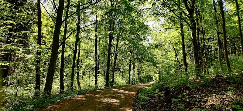 Ombergs bokskog naturreservat