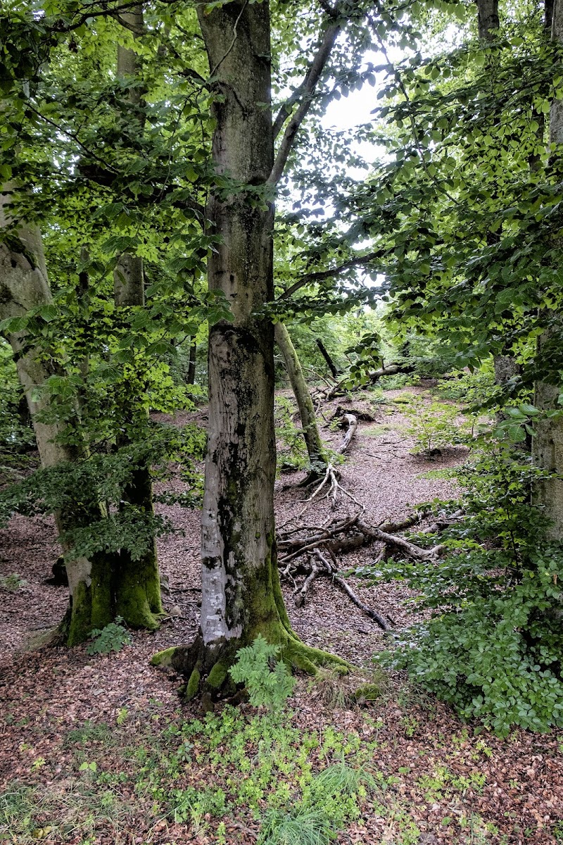 Östra Kullaberg