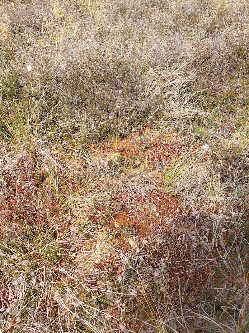Varshultamyren