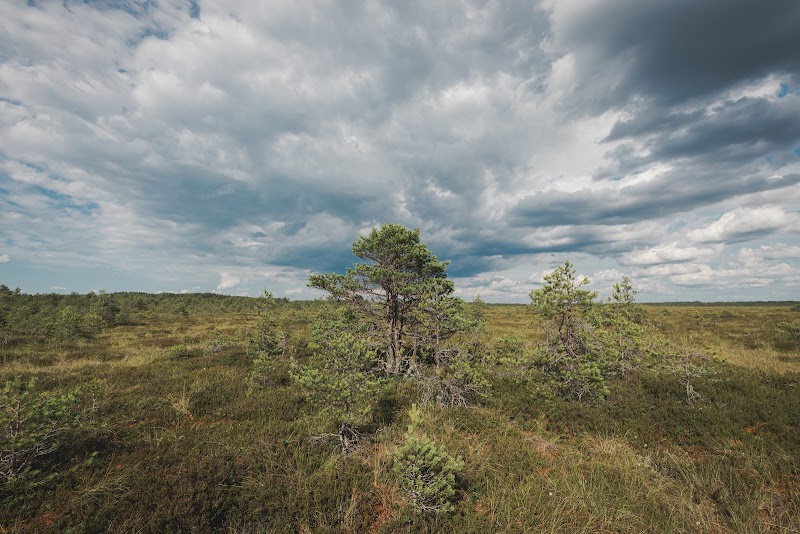 Jordbärsmuren