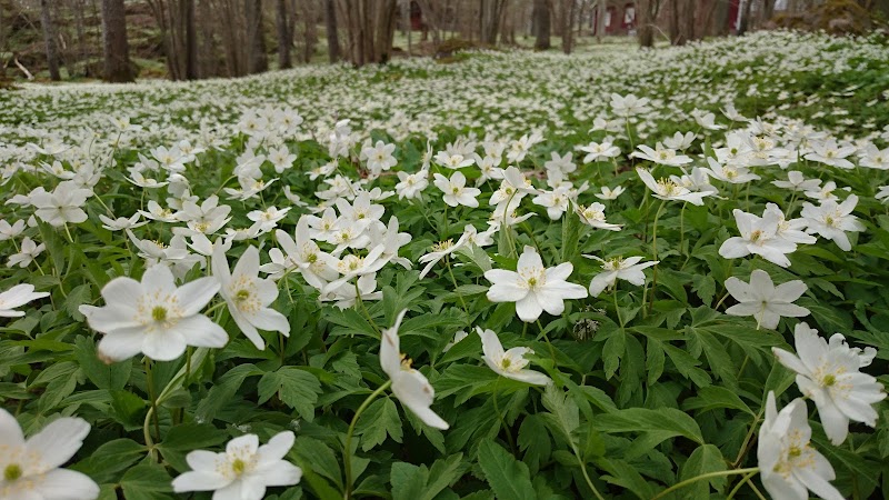 Nature reserve Ekbergsparken