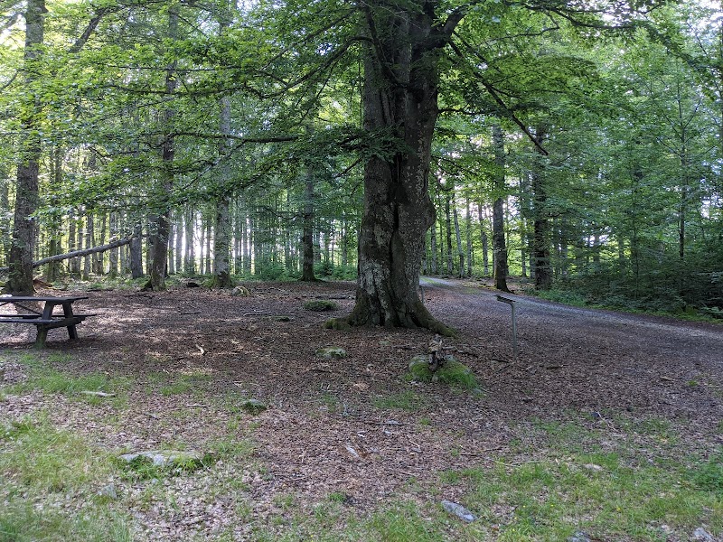 Släthults bokskog