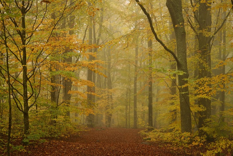 Stora Kärr's beech forest