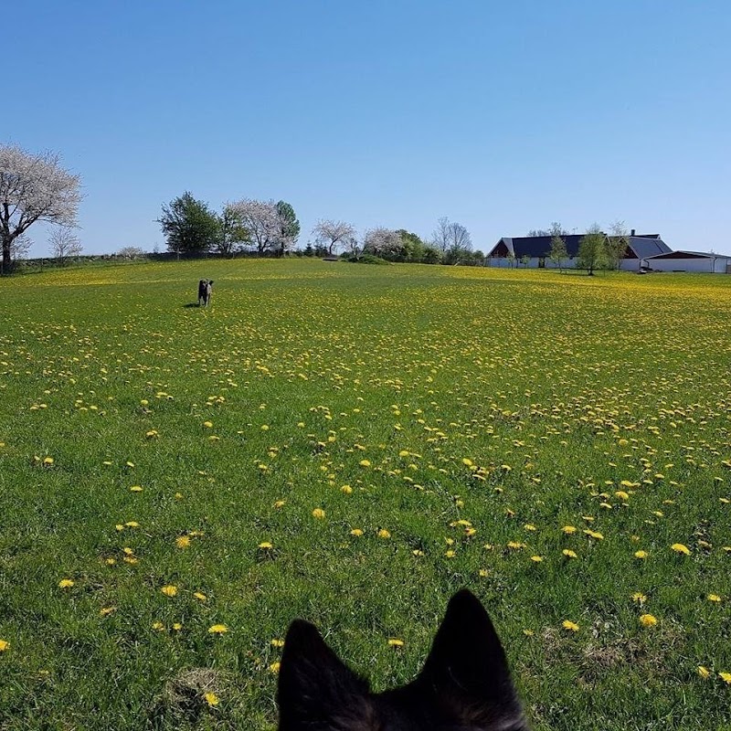 Hylteberga dog park