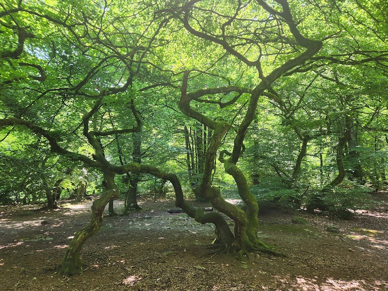 Prästaskogens naturreservat