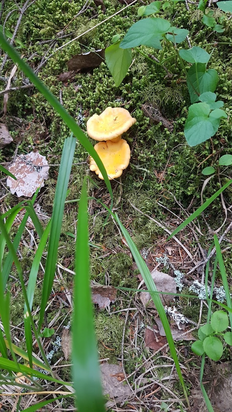 Iggesund skog