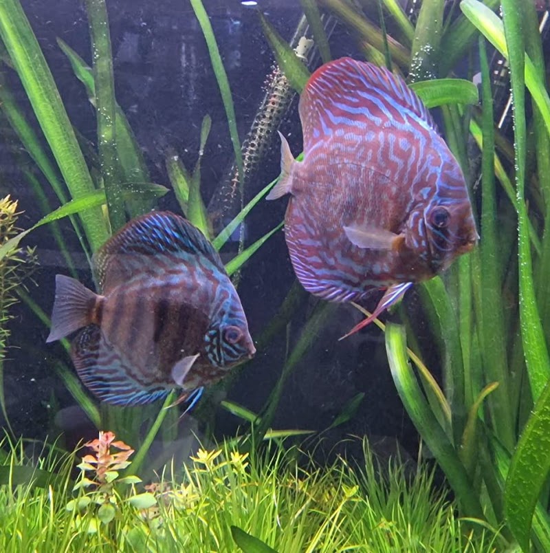 Fiskshopen AB