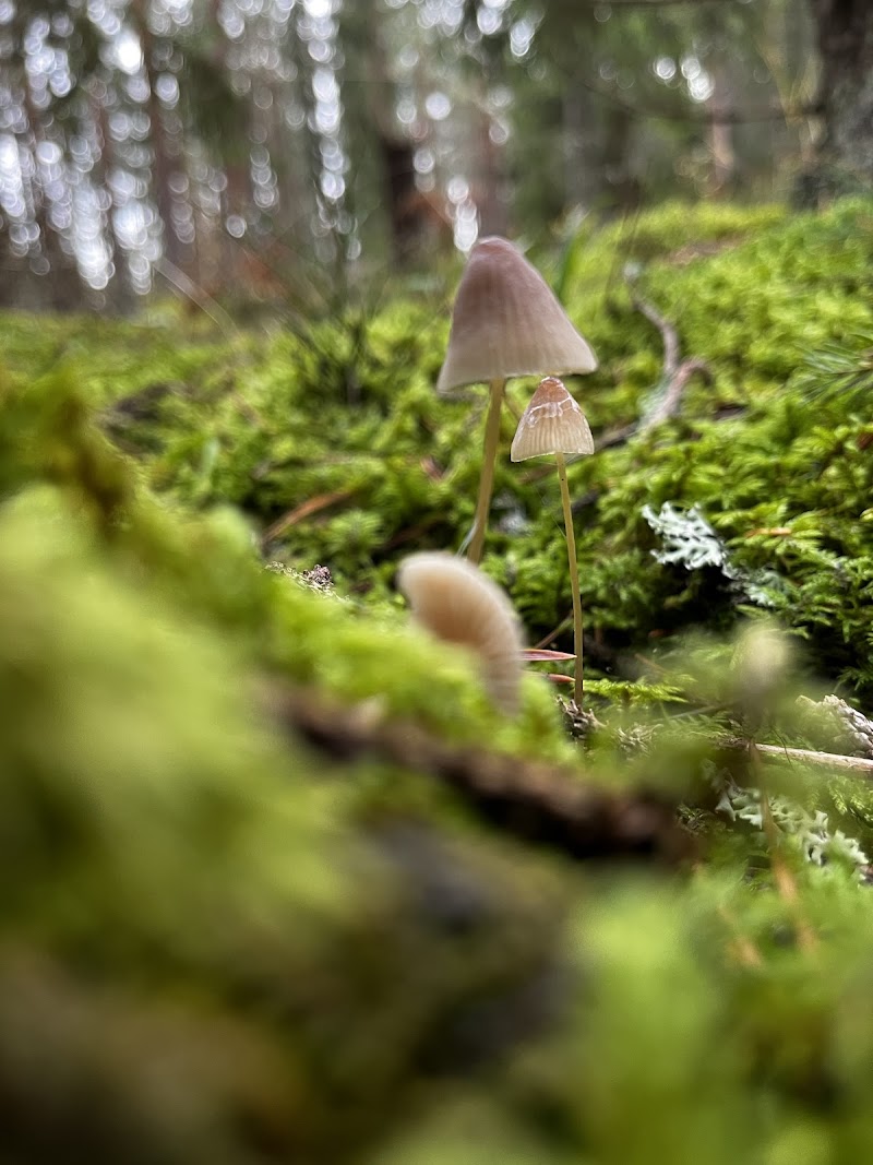 Stora Härnön Nature preserve