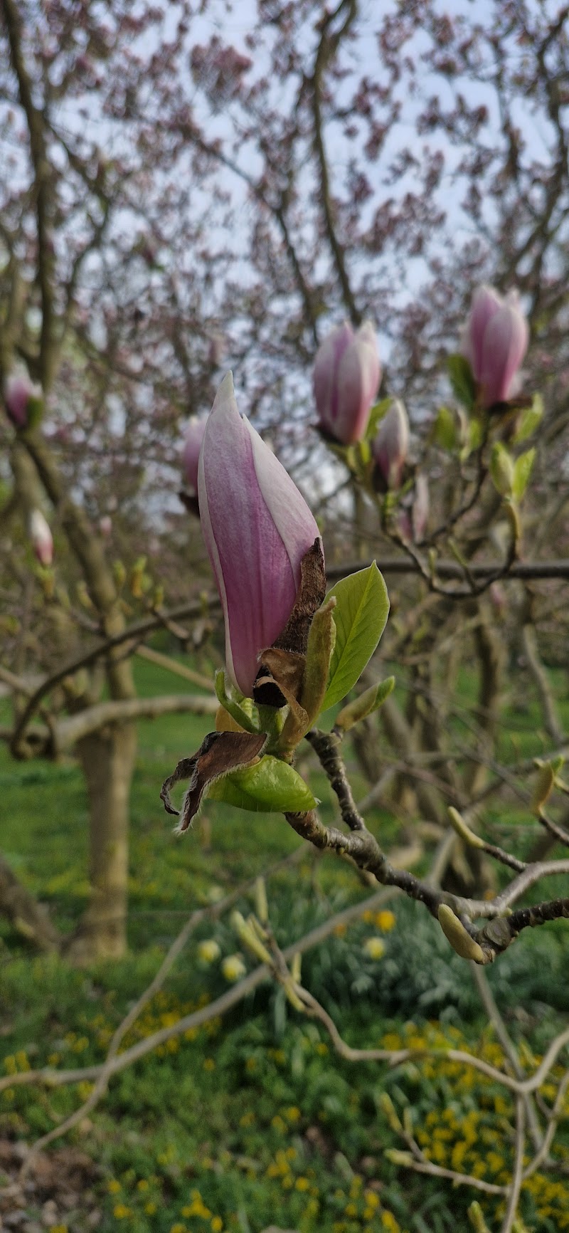 Karl Evert Flincks Magnoliaskog