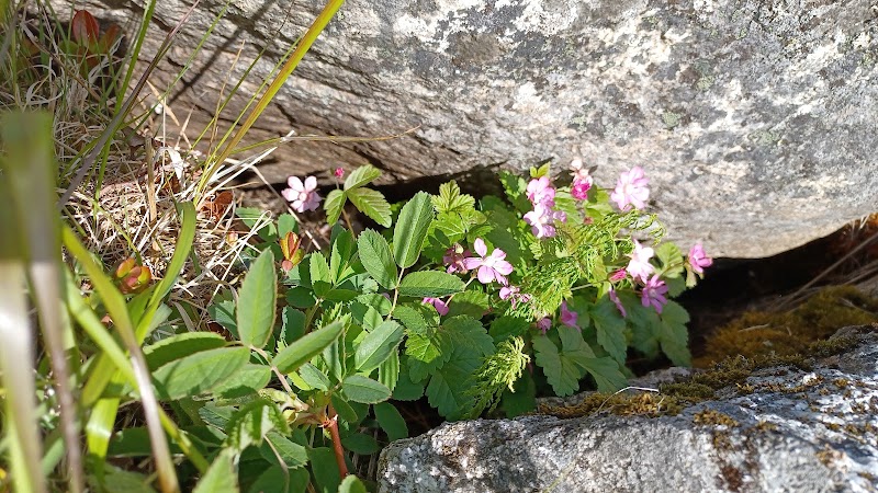 Gammelbodarnas naturreservat