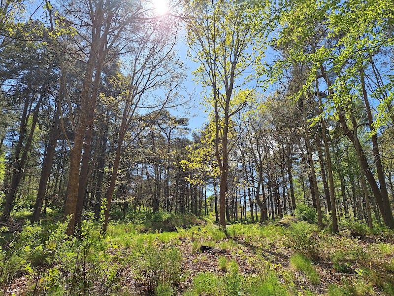 Arbores skog