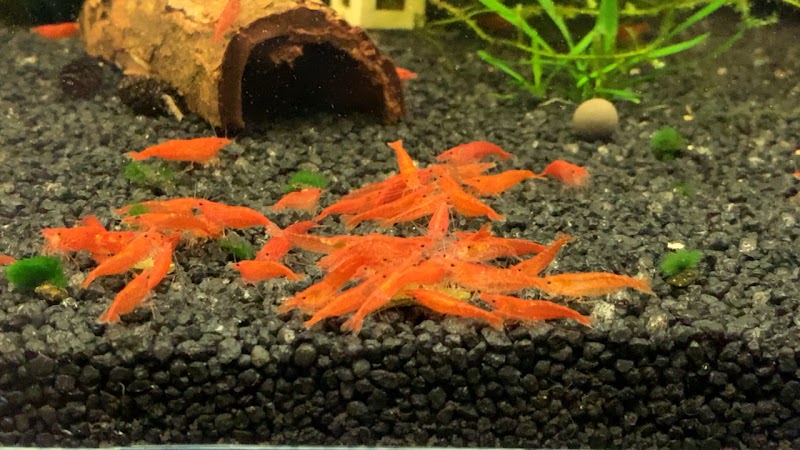 AquaShrimp