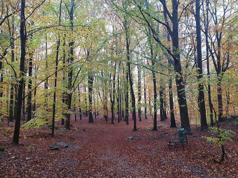 Karlberg forest