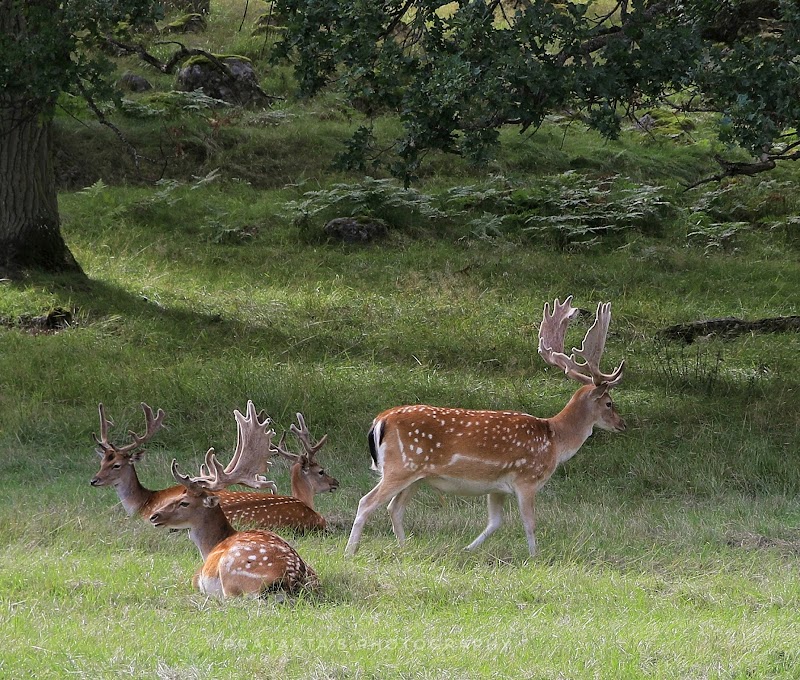 Gripsholm Deer Field Nature preserve