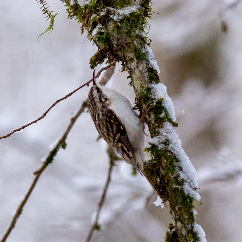 Risheds naturreservat