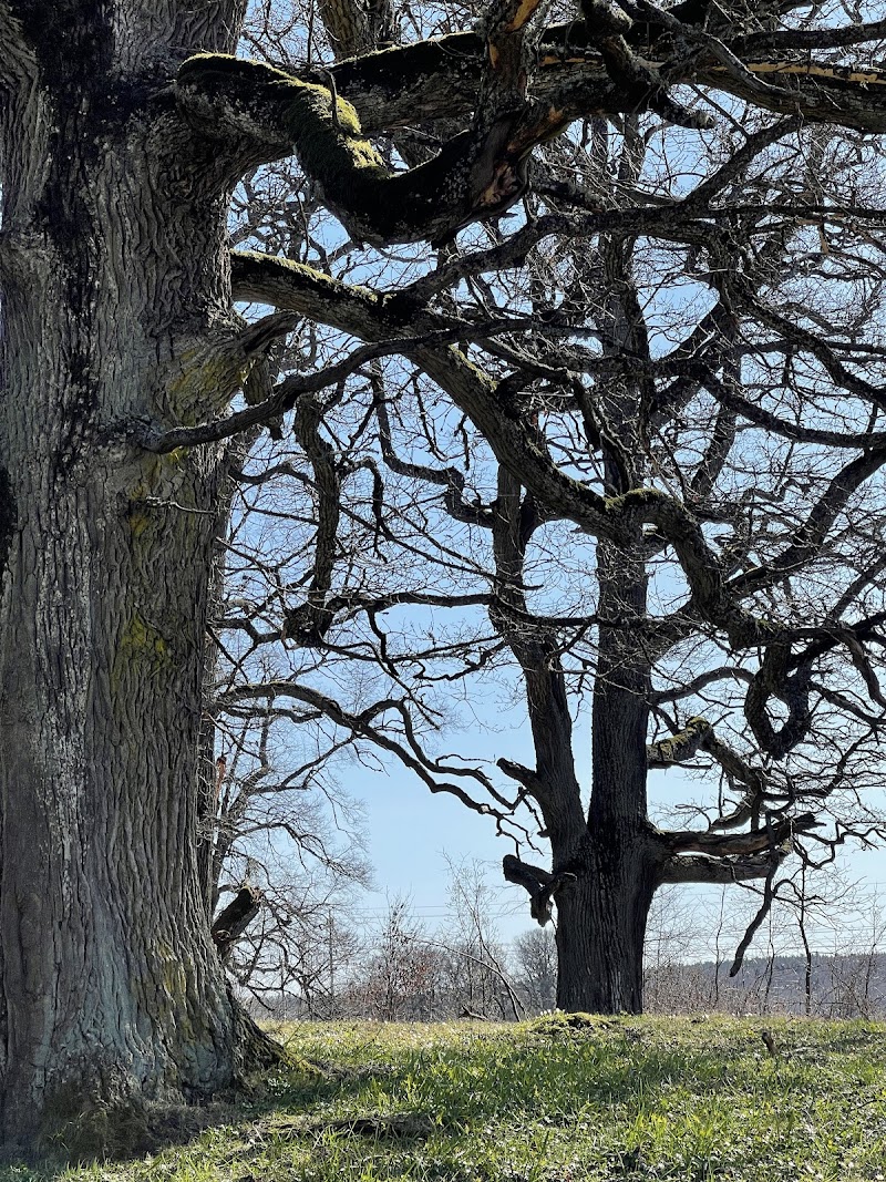Älghagen Naturreservat