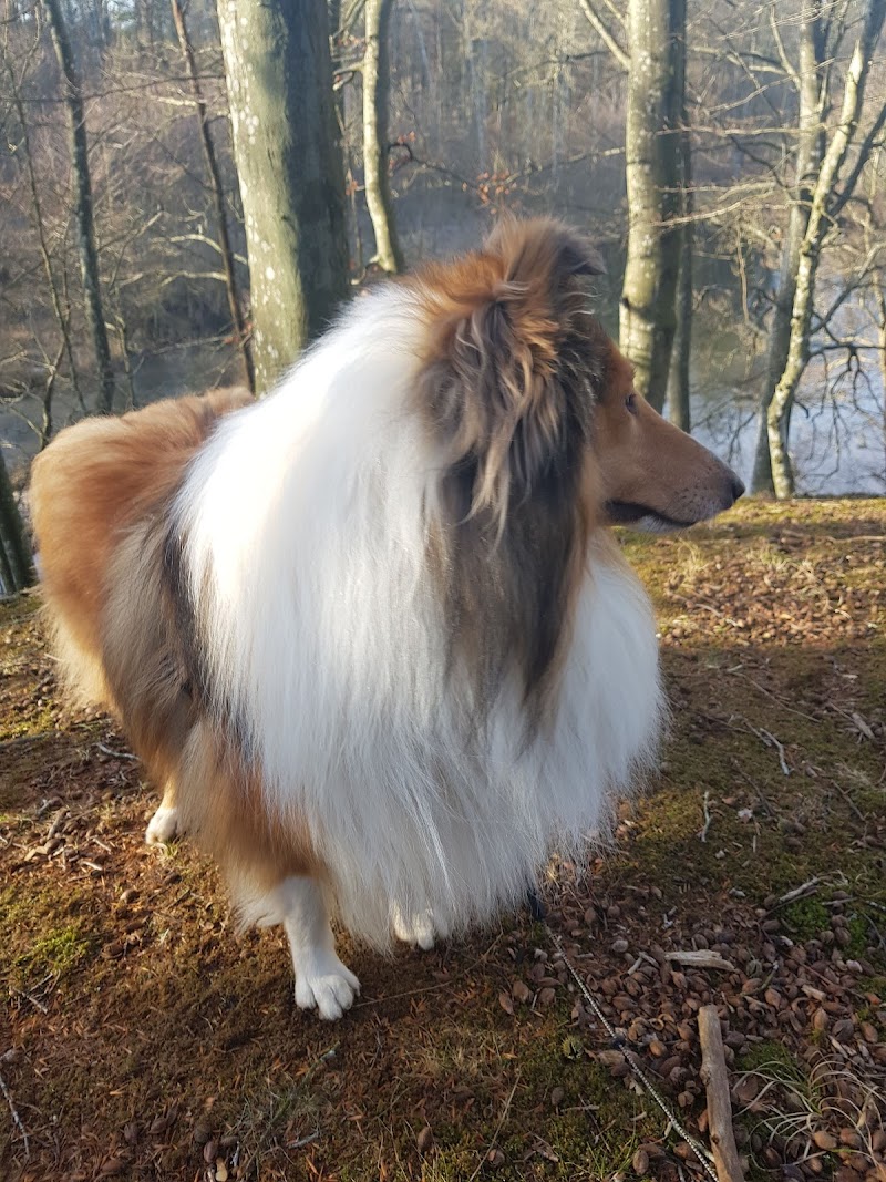 Simontorps vilthägn