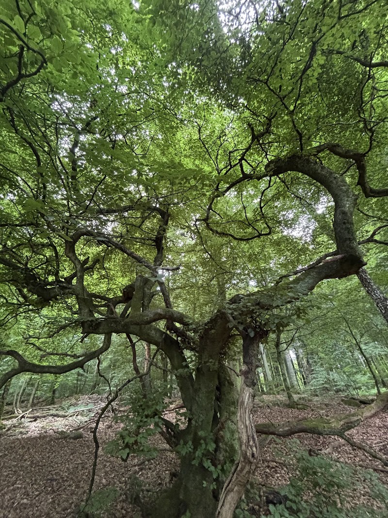 Trollskogen Vresbokarna