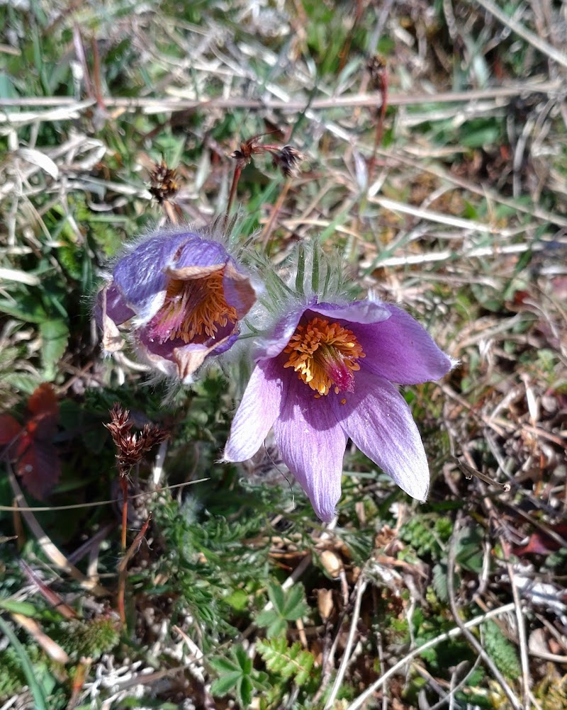 Isberga naturreservat