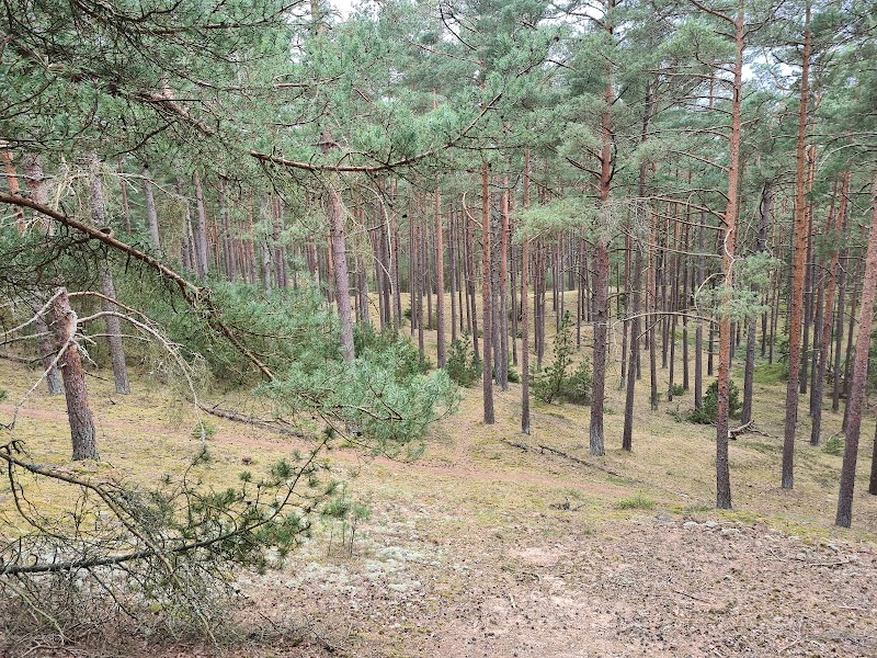 Tjärby sanddynsreservat