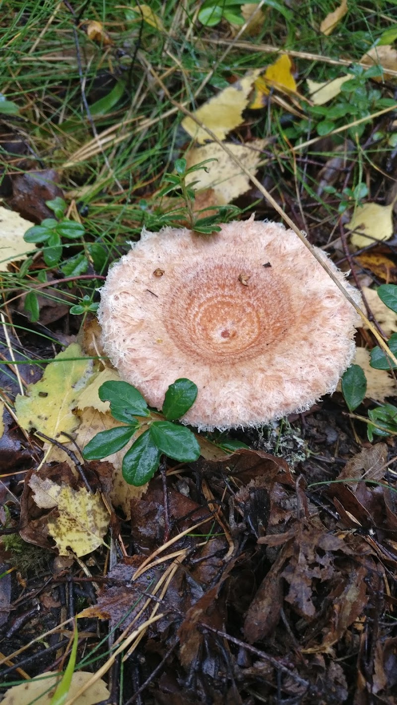 Sköndalsskogen