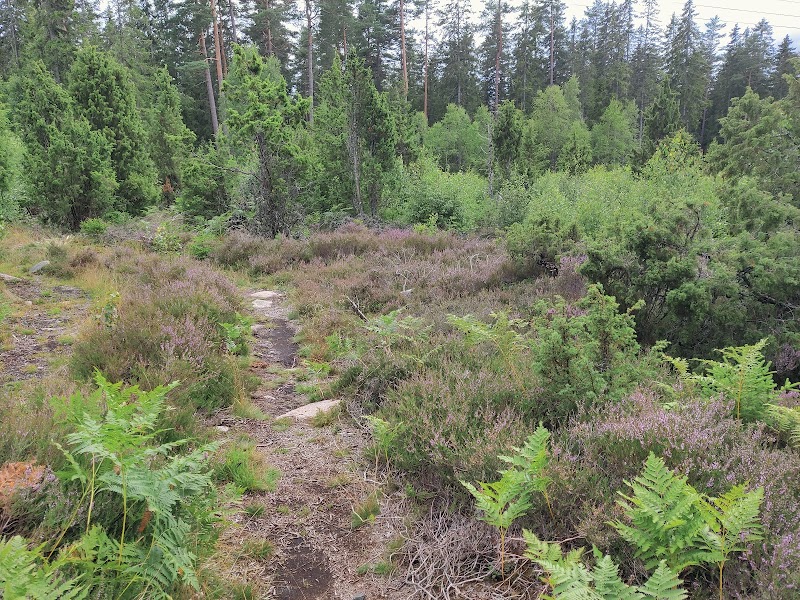 Lövhults naturreservat