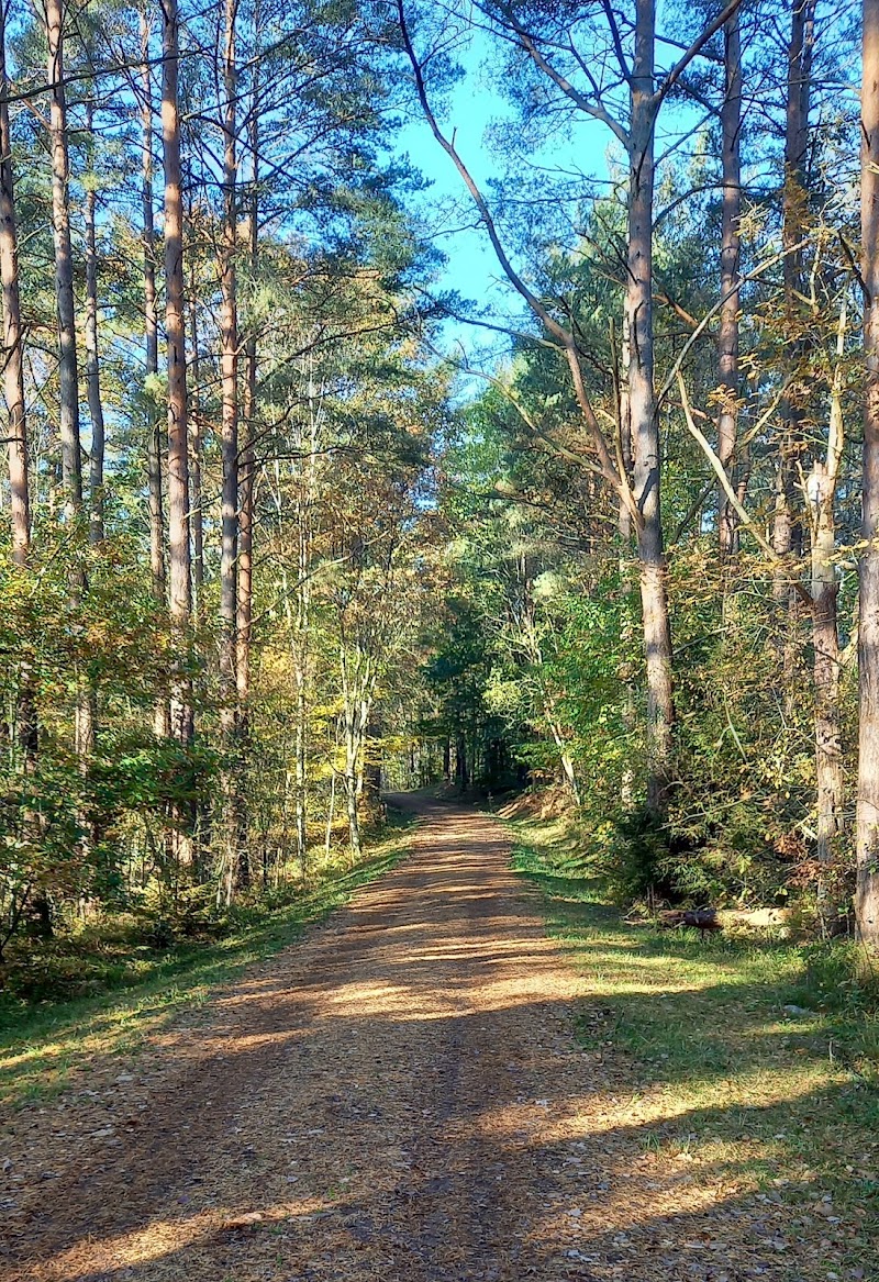 Gullmarsskogen