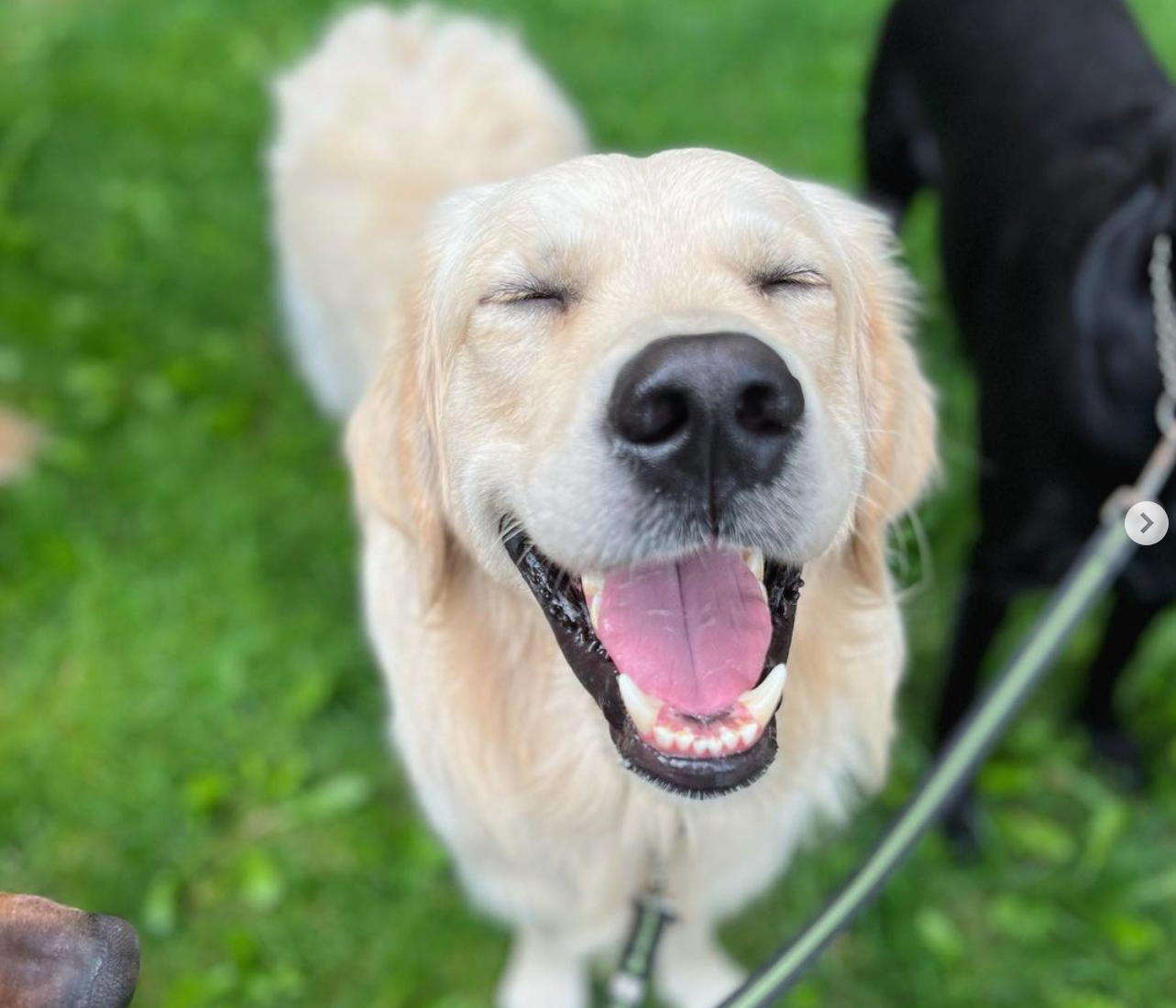 Milo — the furry inspiration behind Tasskartan